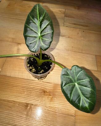 Alocasia regal shield n.2
