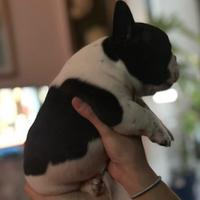 Bouldogue Francese