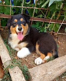 Cucciola Australian Shepherd-Pastore Australiano