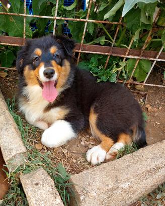 Cucciola Australian Shepherd-Pastore Australiano