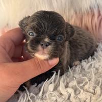 Chihuahua meravigliosa