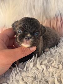 Chihuahua meravigliosa