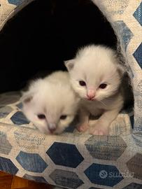 Cuccioli tipo Ragdoll