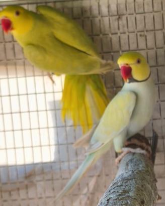 Coppia parrocchetti mutati FOI 23 riproduttiva