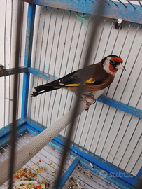 Cardellino maschio di 2 anni