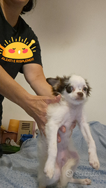 Chihuahua maschi pelo lungo