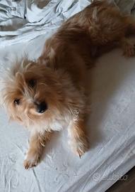 Cucciolo incrocio york con volpino nano