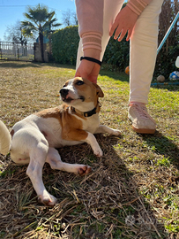 Jack Russel 8 mesi