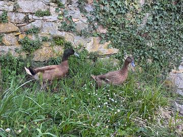 Anatroccoli Campbell e germanata reale