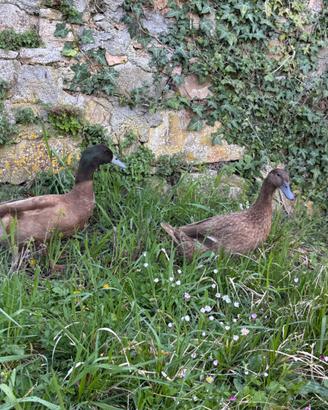 Anatroccoli Campbell e germanata reale