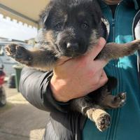 Cucciolo pastore tedesco