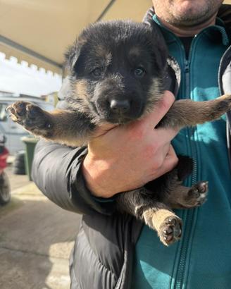 Cucciolo pastore tedesco
