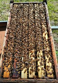 Nuclei e famiglie api