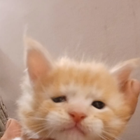 Maine coon maschi e femmine