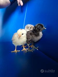 Pulcini cemani, marans e oliver
