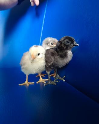 Pulcini cemani, marans e oliver