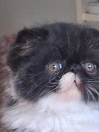 Cucciolo persiano
