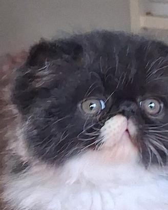 Cucciolo persiano