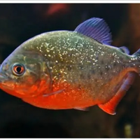 Astronotus ocellatus di 25/30cm