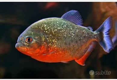 Astronotus ocellatus di 25/30cm