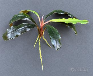 Bucephalandra Ulysses per acquario