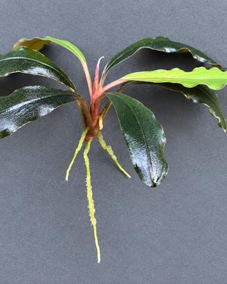 Bucephalandra Ulysses per acquario