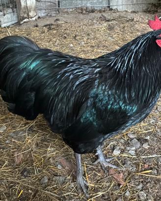 Australorp