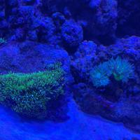 Corallo Acquario Marino