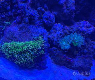 Corallo Acquario Marino