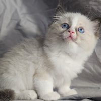 Meravigliosa cucciola ragdoll con pedigree