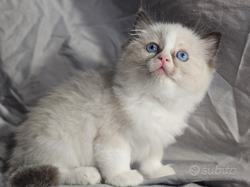Meravigliosa cucciola ragdoll con pedigree