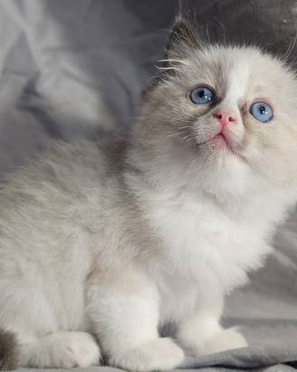 Meravigliosa cucciola ragdoll con pedigree
