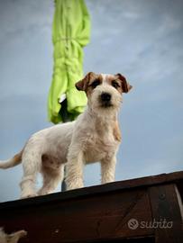 jack russel terrier 