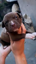 American bully cuccioli