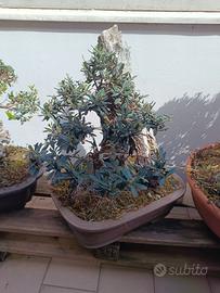 bonsai olivo 