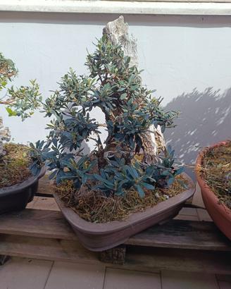 bonsai olivo 