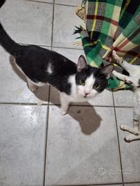 Adriano gattino 9 mesi