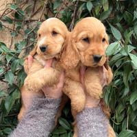 Cuccioli di cocker spaniel inglese