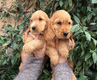 Cuccioli di cocker spaniel inglese