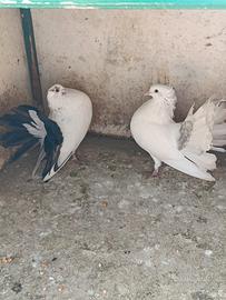 Pavoncelli Indiani
