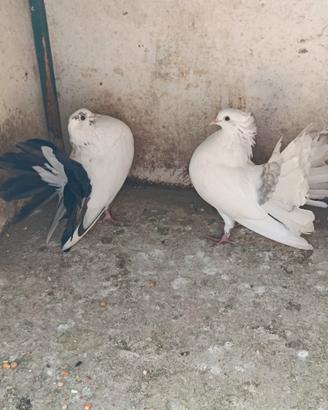 Pavoncelli Indiani