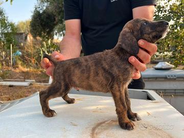 Cuccioli di segugio maremmano tigrato