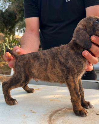 Cuccioli di segugio maremmano tigrato