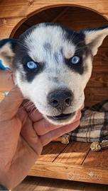 Cuccioli Siberian Husky