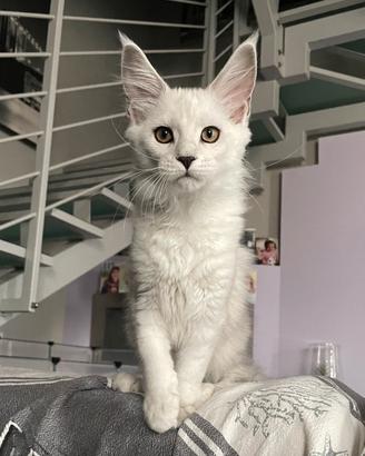 Trilli cucciola Shaded