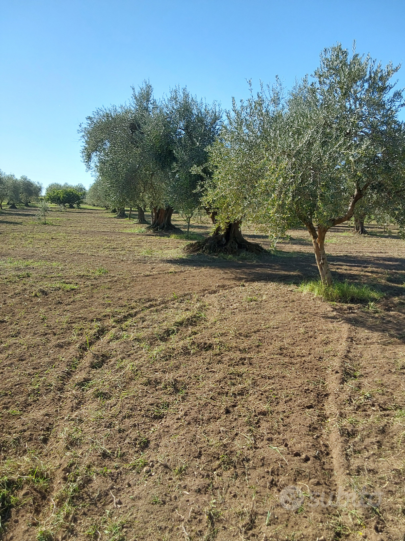 Terreno agricolo sem arborato uliveto - Vista 4
