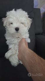 Maltese