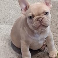 Cucciolo di bulldog francese