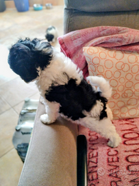 Due meravigliosi cuccioli di bichon maschi