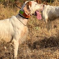 Setter inglese
